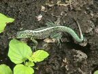542 Little Green Lizard.JPG (110 KB)